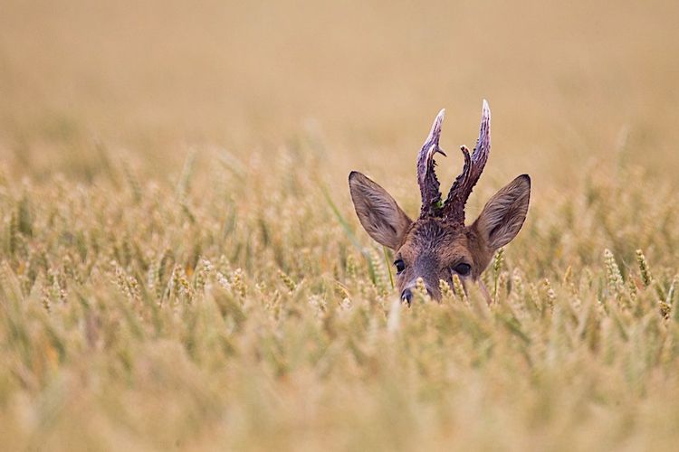DÉCOUVERTE – Un dimanche à la chasse dans le Gers